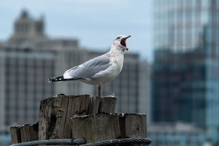 A photo of a screaming seagull